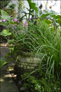 stylish garden hermanus