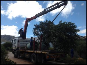 specialized tree transplanting