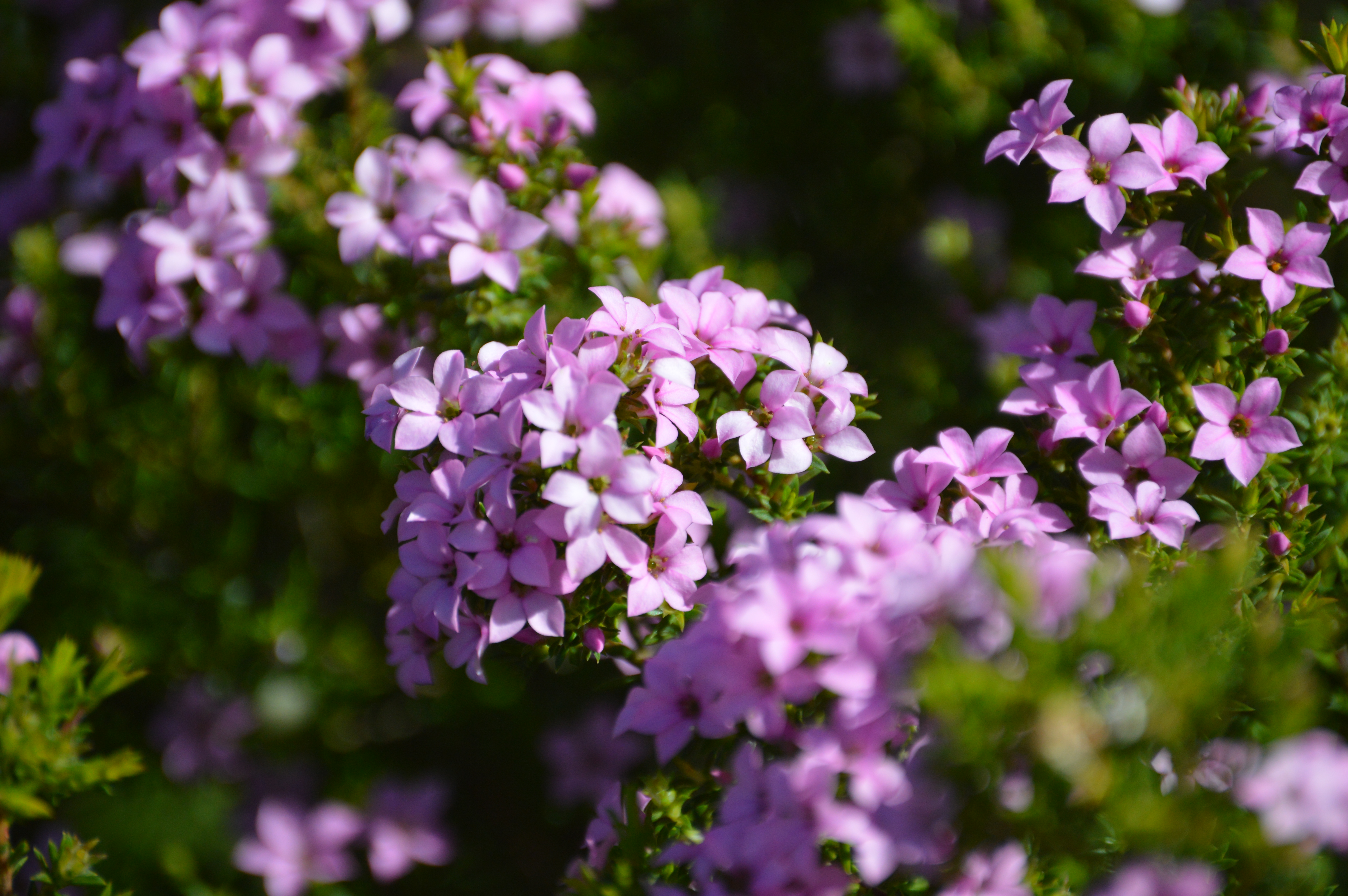 Pink Confetti Bush